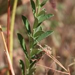 Crotalaria retusa Листок