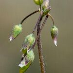 Holosteum umbellatum Õis