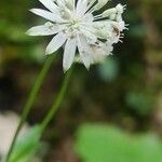 Astrantia minor Flor