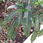 Barleria lupulina Blad