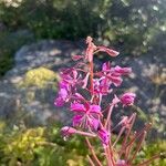 Epilobium angustifoliumЦветок