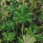 Potentilla leucopolitana Leaf
