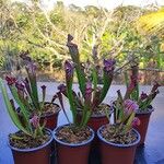 Sarracenia leucophylla Hábito