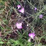 Agalinis maritima Habitus