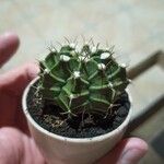 Gymnocalycium mihanovichii叶