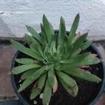 Dudleya edulis Yaprak