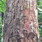 Coelocaryon preussii Corteza