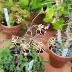 Pelargonium pulverulentum Flower