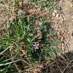 Erodium cicutariumFlower