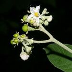 Solanum hazenii Flower