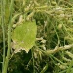 Raphanus sativus Leaf