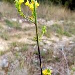 Linaria genistifolia 花