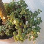 Crassula expansaLeht