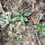 Goodyera oblongifolia عادت