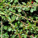 Cotoneaster integrifolius Habitus