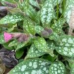 Pulmonaria saccharataFlor