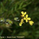 Succowia balearica Floare