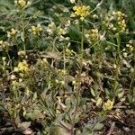 Draba nemorosa Habitus