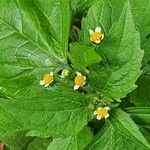 Galinsoga quadriradiata Flower