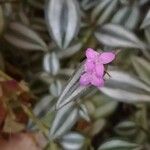 Zebrina pendula Fleur