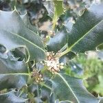 Ilex aquifolium Fruit