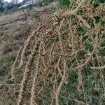 Amaranthus palmeri ഫലം