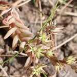 Sedum rubens Fruto