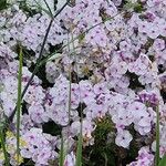 Phlox maculata Flor