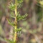 Vogtia annua Mosusu