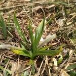 Plantago atrata Blad