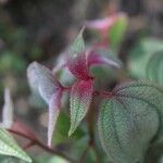 Rhynchanthera grandiflora Leaf