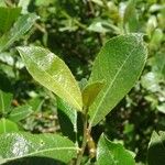Salix laggeri 葉