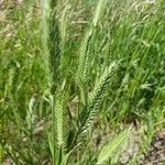 Agropyron cristatum Fruto