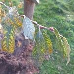 Salix × quercifolia ഇല