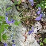 Phacelia bipinnatifida Flor