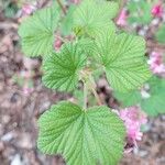 Ribes sanguineum Blatt