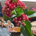 Kalanchoe blossfeldianaKwiat