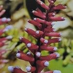 Billbergia rosea