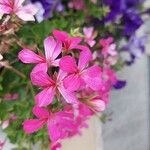 Pelargonium peltatum Blomst