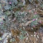 Dianthus lusitanus Habit