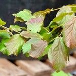 Parrotia persica 葉