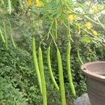 Senna bicapsularis Frucht
