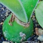 Haemanthus pauculifolius ᱮᱴᱟᱜ