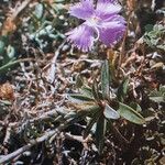 Dianthus hyssopifolius Hábito