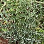 Cynara cardunculus Blad