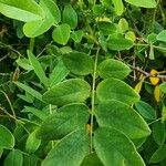 Senna surattensis Hoja