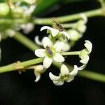 Tassadia obovata Flower