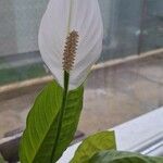 Spathiphyllum blandum Blodyn
