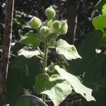 Pavonia dasypetala Flor