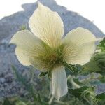 Mentzelia involucrata Flower